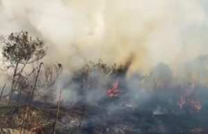 Karhutla Kembali Melanda Gunung Semeru, Jalur Pendakian Ditutup dan 170 Pendaki Dievakuasi Karhutla Kembali Melanda Gunung Semeru - sumber foto istimewa