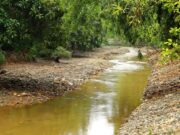 Kekeringan Melanda Sungai Ciliwung, Cipamingkis, dan Ciherang, Warga Jabodetabek Terancam Kekurangan Air Kekeringan Parah Melanda Hulu Sungai Bogor, Warga Jabodetabek Terancam Krisis Air Bersih
